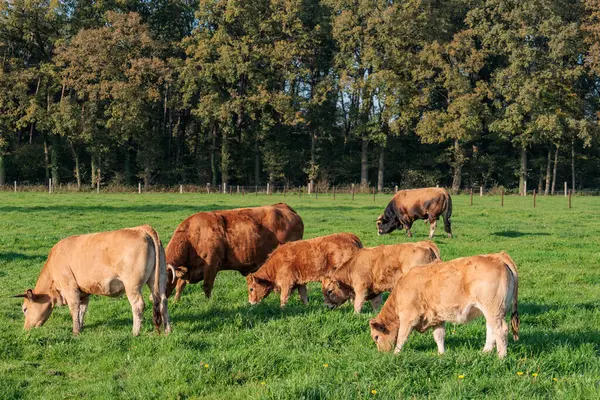 Alman Muensterland 'inde sonbahar zamanı