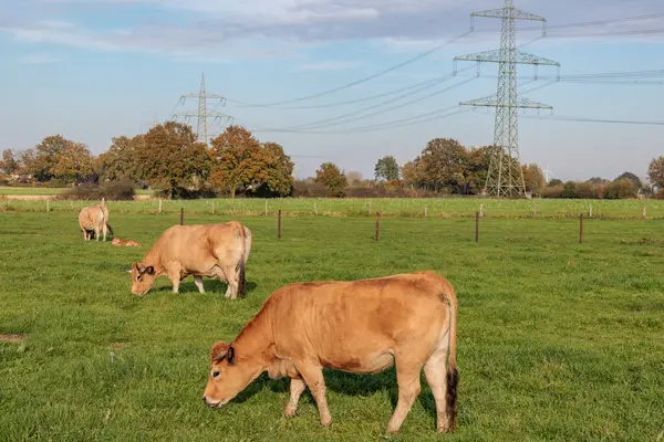 Alman Muensterland 'inde sonbahar zamanı