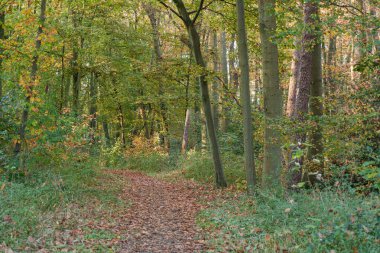 Bocholt Westphalia 'da sonbahar zamanı