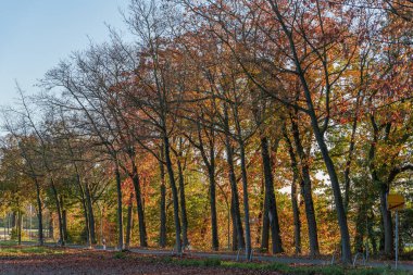 Bocholt Westphalia 'da sonbahar zamanı