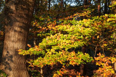 autumn time in bocholt westphalia clipart