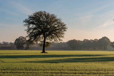 Ren nehrinde sonbahar vergisi