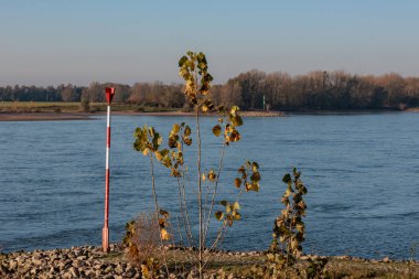 Ren nehrinde sonbahar vergisi