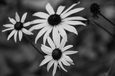 Bir Alman bahçesinde sonbahar zamanı