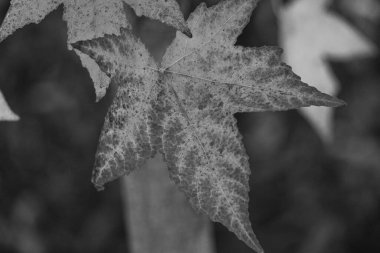 Bir Alman bahçesinde sonbahar zamanı