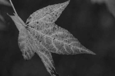 Bir Alman bahçesinde sonbahar zamanı