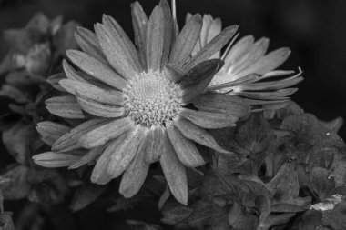 Bir Alman bahçesinde sonbahar zamanı