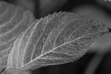 Bir Alman bahçesinde sonbahar zamanı