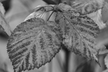 Bir Alman bahçesinde sonbahar zamanı