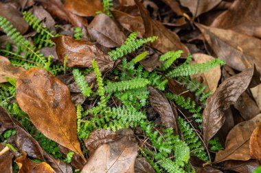 Bir Alman bahçesinde sonbahar zamanı