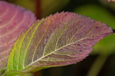 Bir Alman bahçesinde sonbahar zamanı