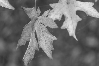 Bir Alman bahçesinde sonbahar zamanı