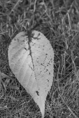 Bir Alman bahçesinde sonbahar zamanı