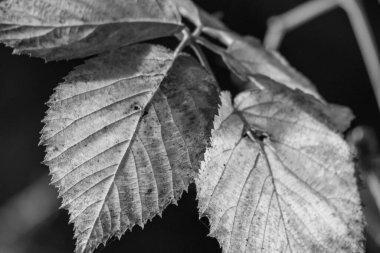 Bir Alman bahçesinde sonbahar zamanı