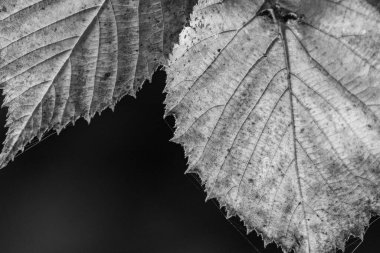 Bir Alman bahçesinde sonbahar zamanı