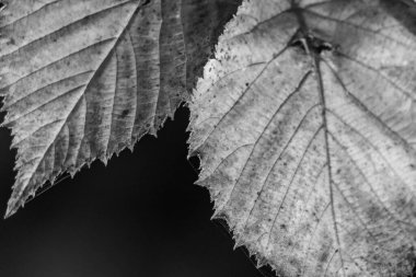 Bir Alman bahçesinde sonbahar zamanı