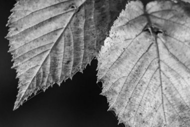 Bir Alman bahçesinde sonbahar zamanı