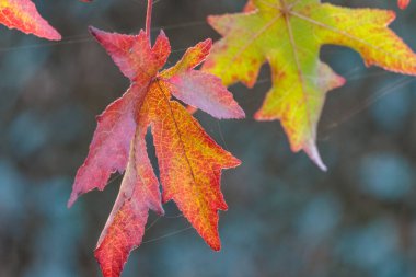 Bir Alman bahçesinde sonbahar zamanı