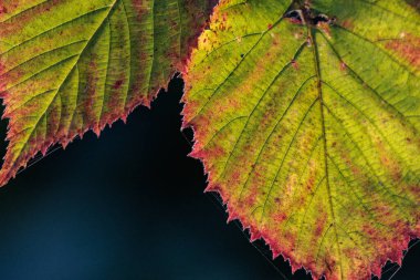 Bir Alman bahçesinde sonbahar zamanı