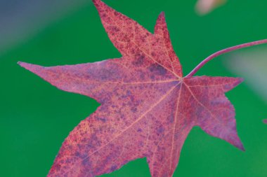 Bir Alman bahçesinde sonbahar zamanı