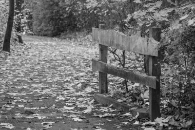 Alman Muensterland 'inde sonbahar zamanı