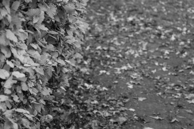 Alman Muensterland 'inde sonbahar zamanı