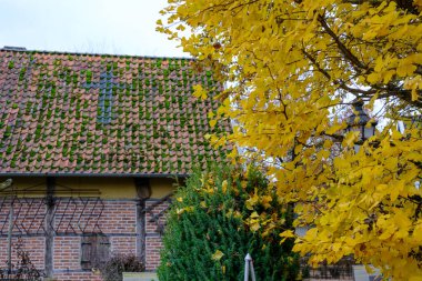 Alman Muensterland 'inde sonbahar zamanı