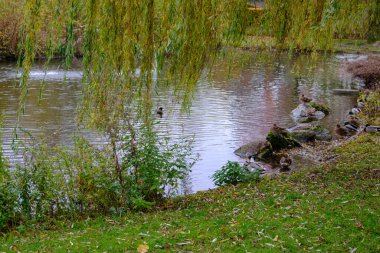 Alman Muensterland 'inde sonbahar zamanı