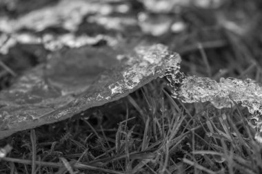 Bahçede soğuk bir gün