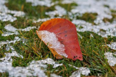 Bahçede soğuk bir gün