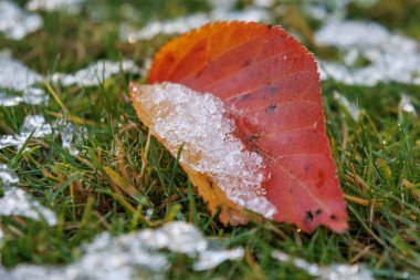 Bahçede soğuk bir gün