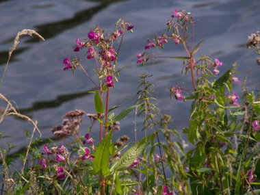 Meppen Almanya 'daki ems nehrinde.