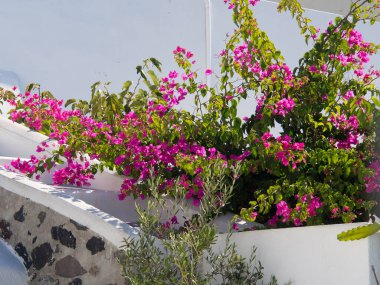 Yunanistan 'daki Santorini Adası