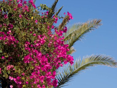 Yunanistan 'daki Santorini Adası