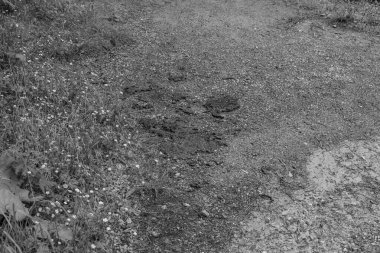 Mittersill Avusturalya Alplerinde