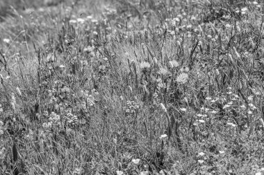 Mittersill Avusturalya Alplerinde