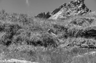 Mittersill Avusturalya Alplerinde