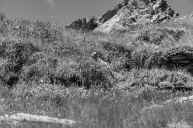 Mittersill Avusturalya Alplerinde