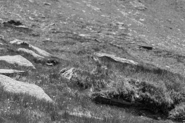 Mittersill Avusturalya Alplerinde