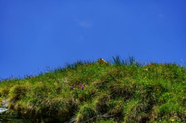 Mittersill Avusturalya Alplerinde