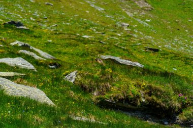 Mittersill Avusturalya Alplerinde