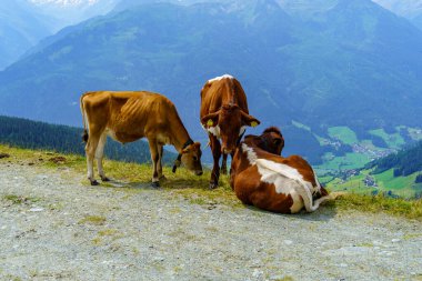 Mittersill Avusturalya Alplerinde