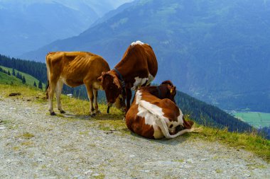 Mittersill Avusturalya Alplerinde