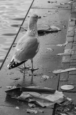 Amsterdam 'ın kesme şehri.