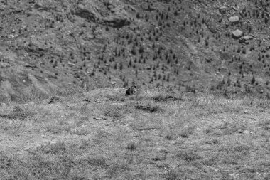 Mittersill Avusturalya Alplerinde