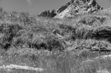 Mittersill Avusturalya Alplerinde