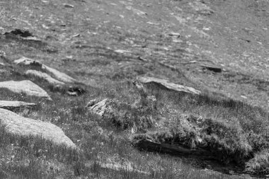 Mittersill Avusturalya Alplerinde