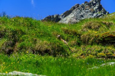 Mittersill Avusturalya Alplerinde