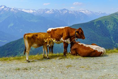 Mittersill Avusturalya Alplerinde