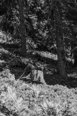 Mittersill Avusturalya Alplerinde